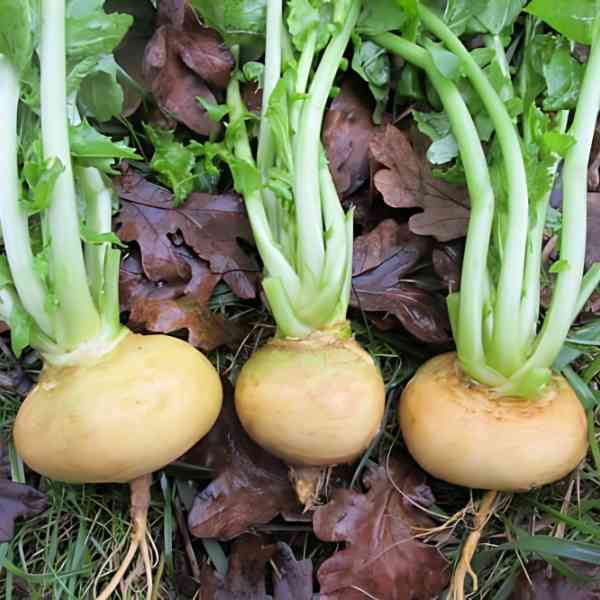 turnip golden globe seeds 2