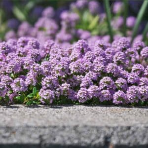 Thyme Wild
