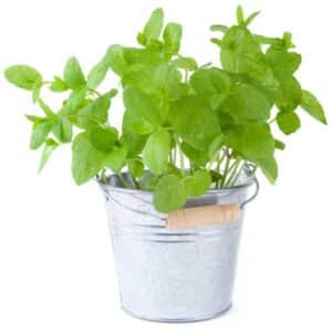 Mint Peppermint