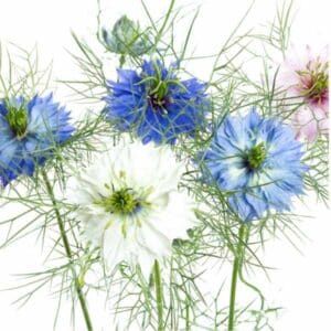 Nigella Miss Jekyll Double Mix