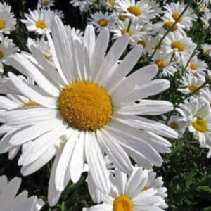 Chrysanthemum White