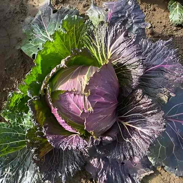 cabbage verona purple seeds 1