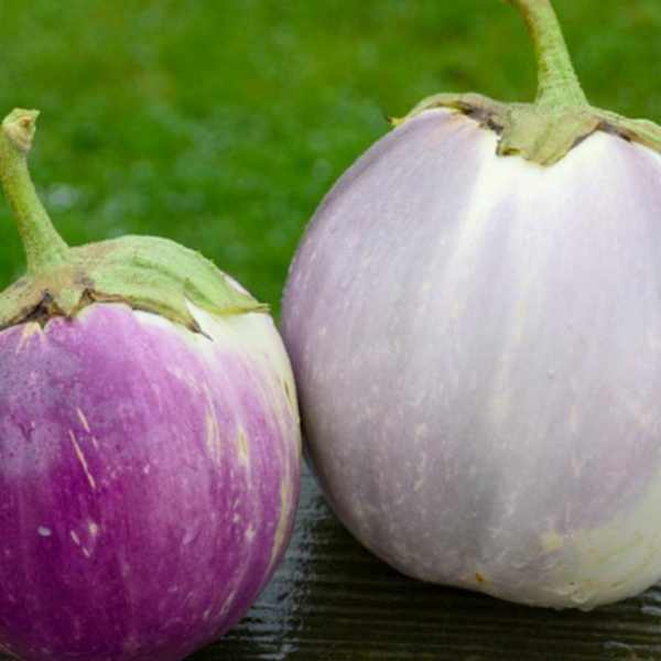eggplant rosa bianca seeds