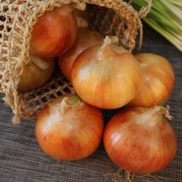 onion gladalan brown seed