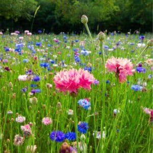cornflower-red-ball-seeds-2