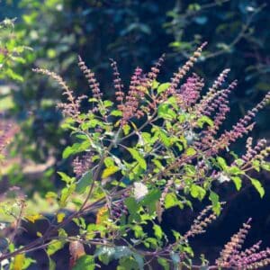 Basil Holy Red