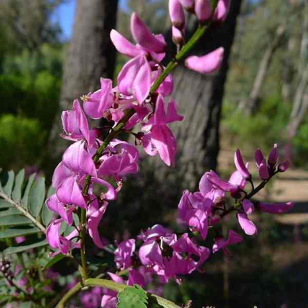 native indigo seeds 6