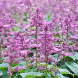 Clary Sage