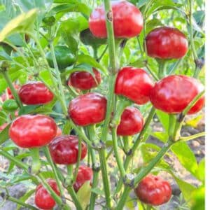 chilli-red-cherry-hot-seeds-1