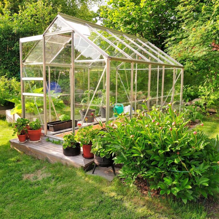 What Seeds To Plant In June