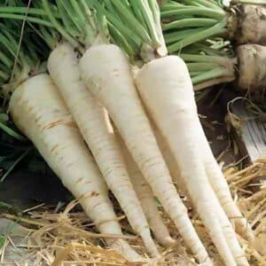 Hamburg Root Parsley