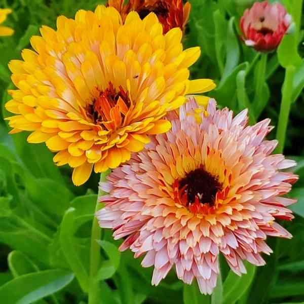 calendula sunset mix seeds 4
