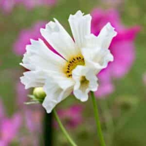 Cosmos Seashells Mix