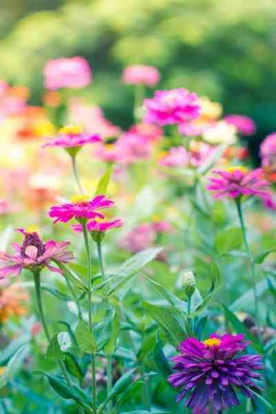 flower seeds header portrait